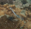 Nattern-Plattschwanz (Laticauda colubrina)