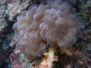 Blasenkoralle (Plerogyra sinuosa)