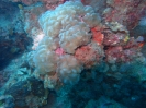 Blasenkoralle (Plerogyra sinuosa)