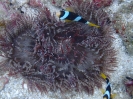 Glasperlen-Anemone (Heteractis aurora) mit Clarks Anemonenfisch (Amphiprion clarkii) 