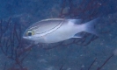 Schärpen-Scheinschnapper (Scolopsis bilineata)