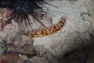 Schlanke Warzenseewalze (Holothuria (Mertensiothuria) hilla) 